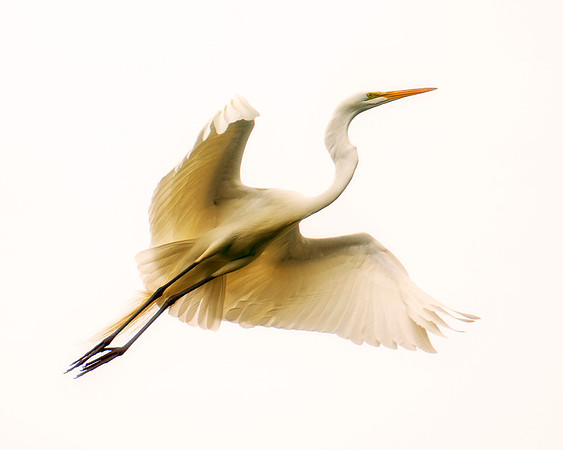 Bertazzoni, Jamaica, Nikon, artistic, beak, colors, feathers, fishing, "flying egret", heron, legs, migration, nature, panning, pond, safari, swamp, "white egret"
