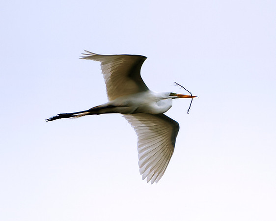 Bertazzoni, Jamaica, Nikon, artistic, beak, colors, feathers, fishing, "flying egret", heron, legs, migration, nature, panning, pond, safari, swamp, "white egret"