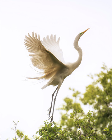 Bertazzoni, Jamaica, Nikon, artistic, beak, colors, feathers, fishing, "flying egret", heron, legs, migration, nature, panning, pond, safari, swamp, "white egret"
