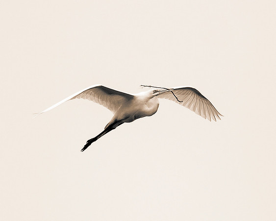 Bertazzoni, Jamaica, Nikon, artistic, beak, colors, feathers, fishing, "flying egret", heron, legs, migration, nature, panning, pond, safari, swamp, "white egret"