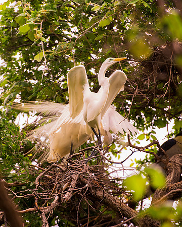 Bertazzoni, Jamaica, Nikon, artistic, beak, colors, feathers, fishing, "flying egret", heron, legs, migration, nature, panning, pond, safari, swamp, "white egret"