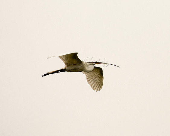 Bertazzoni, Jamaica, Nikon, artistic, beak, colors, feathers, fishing, "flying egret", heron, legs, migration, nature, panning, pond, safari, swamp, "white egret", nesting