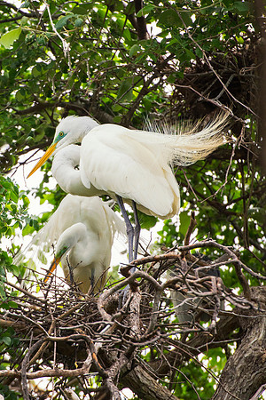 Bertazzoni, Jamaica, Nikon, artistic, beak, colors, feathers, fishing, "flying egret", heron, legs, migration, nature, panning, pond, safari, swamp, "white egret", nesting