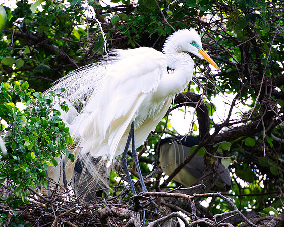 Bertazzoni, Jamaica, Nikon, artistic, beak, colors, feathers, fishing, "flying egret", heron, legs, migration, nature, panning, pond, safari, swamp, "white egret", nesting