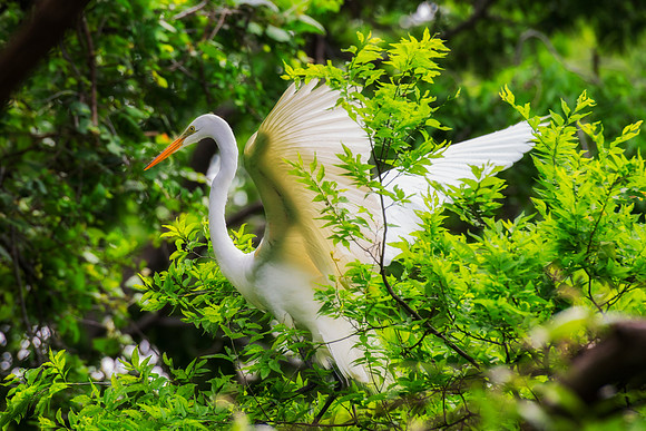 Bertazzoni, Jamaica, Nikon, artistic, beak, colors, feathers, fishing, "flying egret", heron, legs, migration, nature, panning, pond, safari, swamp, "white egret", nesting, parade