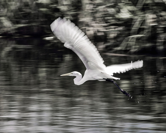 Bertazzoni, Jamaica, Nikon, artistic, beak, colors, feathers, fishing, "flying heron", heron, legs, migration, nature, panning, pond, safari, swamp, "white heron", safari, "black & white"