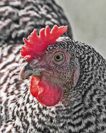 Bertazzoni, Nikon, beak, bird, breakfast, chicken, colors, eggs, farm, feathers, food, hen, legs, nature, wings, yard