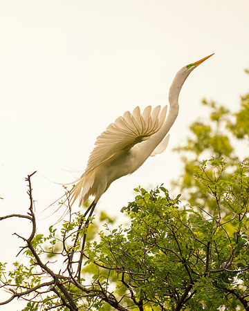 Bertazzoni, Jamaica, Nikon, artistic, beak, colors, feathers, fishing, "flying egret", heron, legs, migration, nature, panning, pond, safari, swamp, "white egret", nesting, parade