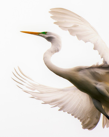 Bertazzoni, Jamaica, Nikon, artistic, beak, colors, feathers, fishing, "flying egret", heron, legs, migration, nature, panning, pond, safari, swamp, "white egret", nesting, parade