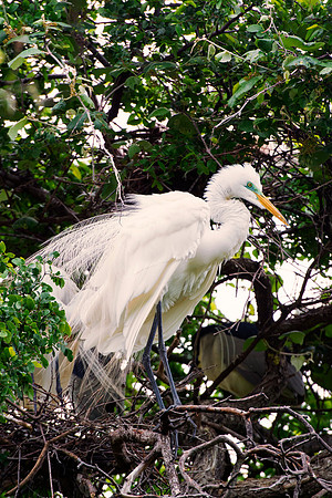 Bertazzoni, Jamaica, Nikon, artistic, beak, colors, feathers, fishing, "flying egret", heron, legs, migration, nature, panning, pond, safari, swamp, "white egret", nesting, parade