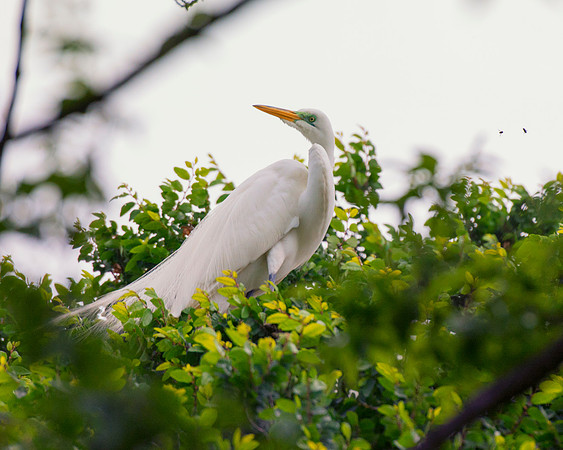 Bertazzoni, Jamaica, Nikon, artistic, beak, colors, feathers, fishing, "flying egret", heron, legs, migration, nature, panning, pond, safari, swamp, "white egret", nesting, parade