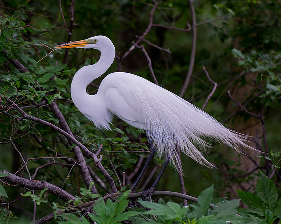 Bertazzoni, Jamaica, Nikon, artistic, beak, colors, feathers, fishing, "flying egret", heron, legs, migration, nature, panning, pond, safari, swamp, "white egret", nesting, parade