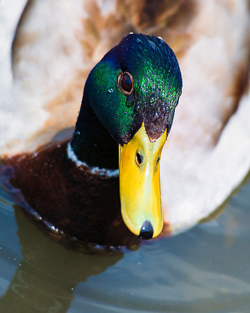 Bertazzoni, Nikon, beak, colors, duck, ducklings, eggs, feathers, flying, hunting, lake, nature, pond, season, swimming