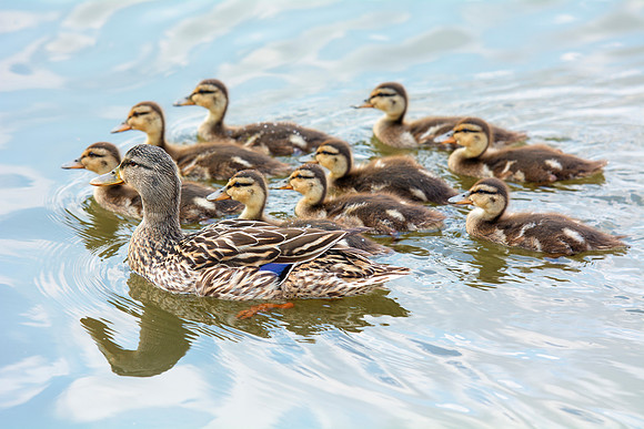 Africa, beaks, birds, branches, collars, colors, doves, ducks, flying, migration, nature, trees, waterfowl, wings