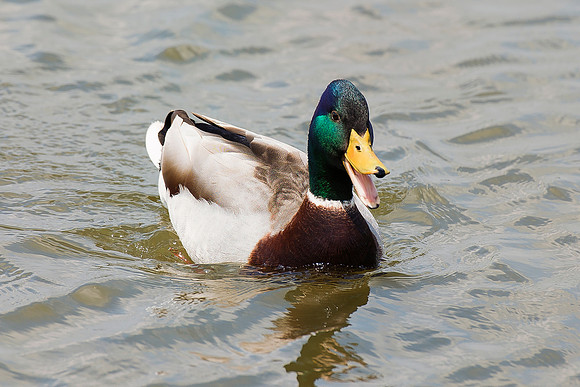 Duck