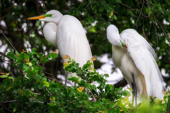 Bertazzoni, Jamaica, Nikon, artistic, beak, colors, feathers, fishing, "flying egret", heron, legs, migration, nature, nesting, panning, parade, pond, safari, swamp, "white egret"