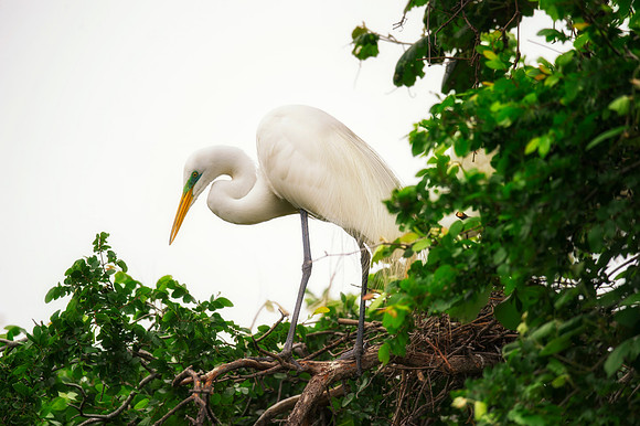 Bertazzoni, Jamaica, Nikon, artistic, beak, colors, feathers, fishing, "flying egret", heron, legs, migration, nature, nesting, panning, parade, pond, safari, swamp, "white egret"