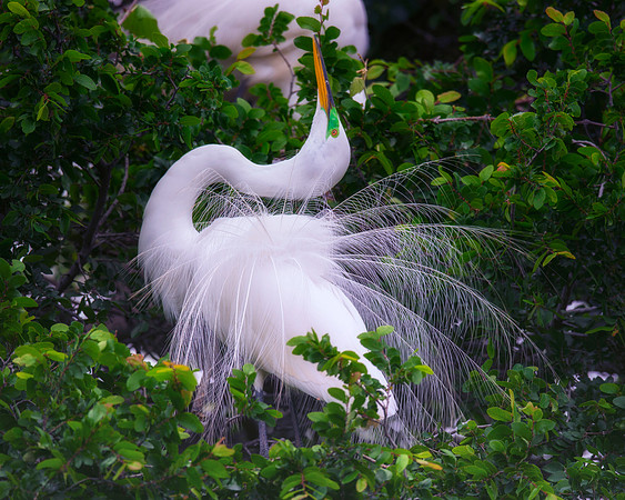 Bertazzoni, Jamaica, Nikon, artistic, beak, colors, feathers, fishing, "flying egret", heron, legs, migration, nature, nesting, panning, parade, pond, safari, swamp, "white egret"