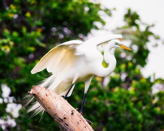 Bertazzoni, Jamaica, Nikon, artistic, beak, colors, feathers, fishing, "flying egret", heron, legs, migration, nature, nesting, panning, parade, pond, safari, swamp, "white egret"