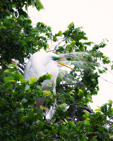 Bertazzoni, Jamaica, Nikon, artistic, beak, colors, feathers, fishing, "flying egret", heron, legs, migration, nature, nesting, panning, parade, pond, safari, swamp, "white egret"