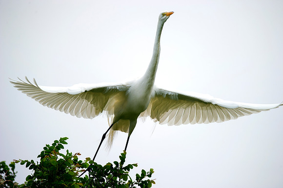 Bertazzoni, Jamaica, Nikon, artistic, beak, colors, feathers, fishing, "flying egret", heron, legs, migration, nature, nesting, panning, parade, pond, safari, swamp, "white egret"