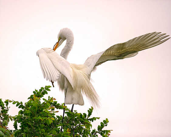 Bertazzoni, Jamaica, Nikon, artistic, beak, colors, feathers, fishing, "flying egret", heron, legs, migration, nature, nesting, panning, parade, pond, safari, swamp, "white egret"