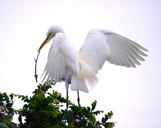 Bertazzoni, Jamaica, Nikon, artistic, beak, colors, feathers, fishing, "flying egret", heron, legs, migration, nature, nesting, panning, parade, pond, safari, swamp, "white egret"