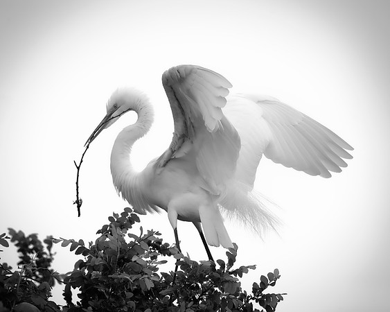 Bertazzoni, Jamaica, Nikon, artistic, beak, colors, feathers, fishing, "flying egret", heron, legs, migration, nature, nesting, panning, parade, pond, safari, swamp, "white egret", "Black & white"