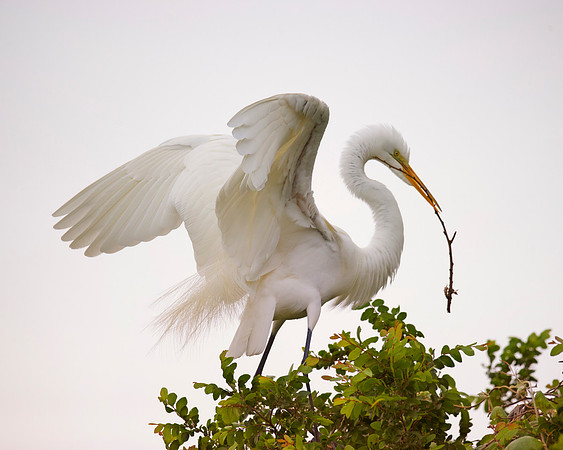 Bertazzoni, Jamaica, Nikon, artistic, beak, colors, feathers, fishing, "flying egret", heron, legs, migration, nature, nesting, panning, parade, pond, safari, swamp, "white egret"