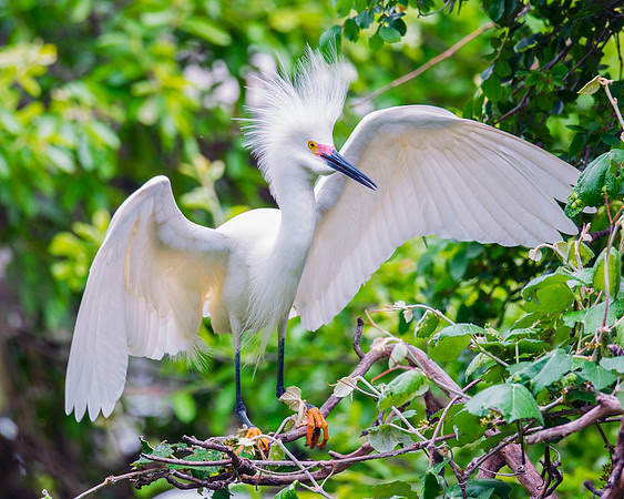 Bertazzoni, Jamaica, Nikon, artistic, beak, colors, feathers, fishing, "flying egret", heron, legs, migration, nature, nesting, panning, parade, pond, safari, swamp, "white egret", "snowy egret"