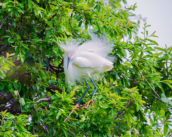 Bertazzoni, Jamaica, Nikon, artistic, beak, colors, feathers, fishing, "flying egret", heron, legs, migration, nature, nesting, panning, parade, pond, safari, swamp, "white egret", "snowy egret"