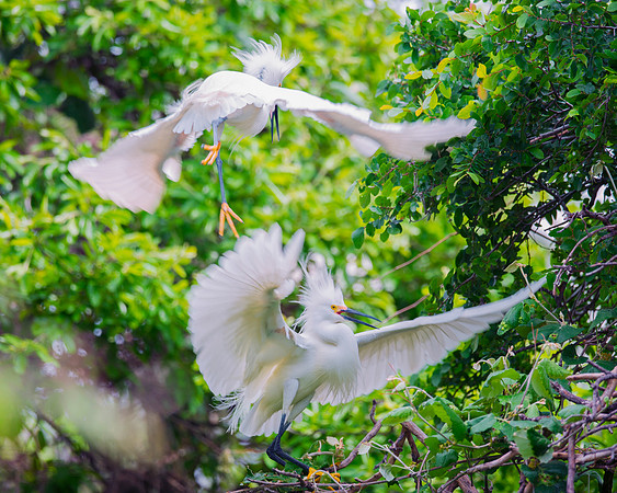 Bertazzoni, Jamaica, Nikon, artistic, beak, colors, feathers, fishing, "flying egret", heron, legs, migration, nature, nesting, panning, parade, pond, safari, swamp, "white egret", "snowy egret"