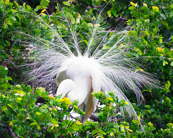 Bertazzoni, Jamaica, Nikon, artistic, beak, colors, feathers, fishing, "flying egret", heron, legs, migration, nature, nesting, panning, parade, pond, safari, swamp, "white egret"