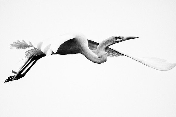 Bertazzoni, Jamaica, Nikon, artistic, beak, colors, feathers, fishing, "flying egret", heron, legs, migration, nature, nesting, panning, parade, pond, safari, swamp, "white egret", "black & white"