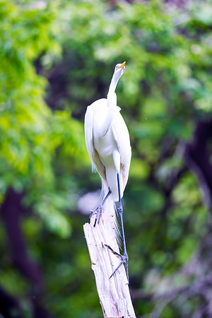 Bertazzoni, Jamaica, Nikon, artistic, beak, colors, feathers, fishing, "flying egret", heron, legs, migration, nature, nesting, panning, parade, pond, safari, swamp, "white egret"