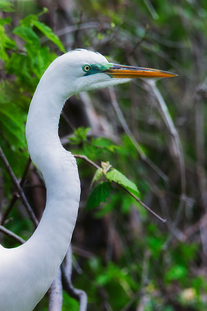 Bertazzoni, Jamaica, Nikon, artistic, beak, colors, feathers, fishing, "flying egret", heron, legs, migration, nature, nesting, panning, parade, pond, safari, swamp, "white egret"