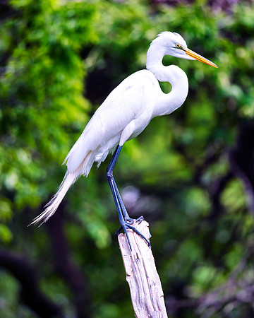 Bertazzoni, Jamaica, Nikon, artistic, beak, colors, feathers, fishing, "flying egret", heron, legs, migration, nature, nesting, panning, parade, pond, safari, swamp, "white egret"