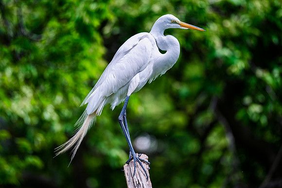 Bertazzoni, Jamaica, Nikon, artistic, beak, colors, feathers, fishing, "flying egret", heron, legs, migration, nature, nesting, panning, parade, pond, safari, swamp, "white egret"
