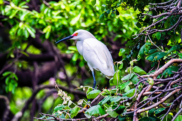 Bertazzoni, Jamaica, Nikon, artistic, beak, colors, feathers, fishing, "flying egret", heron, legs, migration, nature, nesting, panning, parade, pond, safari, swamp, "white ibis"