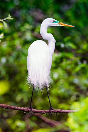 Bertazzoni, Jamaica, Nikon, artistic, beak, colors, feathers, fishing, "flying egret", heron, legs, migration, nature, nesting, panning, parade, pond, safari, swamp, "white egret"