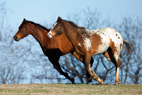 appaloosa, Bertazzoni, Indians, Nikon, Texas, apha, boys, bridles, burro, colors, "cow boys", donkey, "far west", halter, harness, herd, hoofs, horse, mustang, pack, paint, pioneers, portrait, "powerf