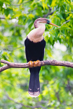 Anhinga, Texas, fishing, colors, feathers, beak, Nikon, Bertazzoni, fishes, nesting, migration, nature, ornithology, wings