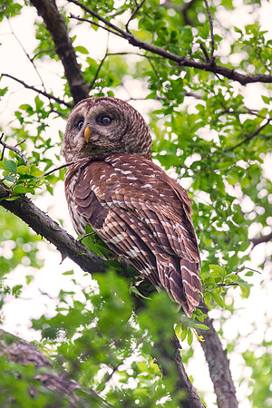 Bertazzoni, Nikon, "barred owl", beak, "birds of prey", branches, claws, eyes, hunting, nest, nocturnal, owl, tree, eyes