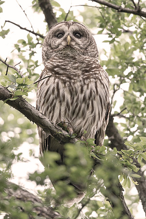 Bertazzoni, Nikon, "barred owl", beak, "birds of prey", branches, claws, eyes, hunting, nest, nocturnal, owl, tree, eyes