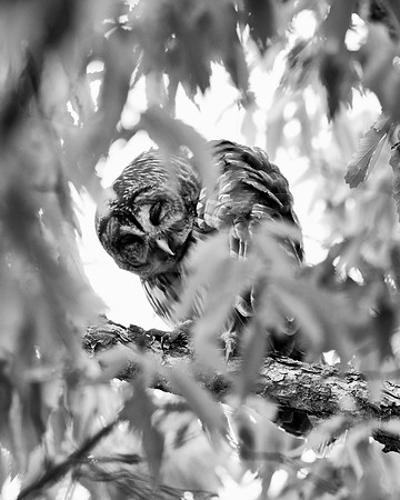 Bertazzoni, Nikon, "barred owl", beak, "birds of prey", branches, claws, eyes, hunting, nest, nocturnal, owl, tree, eyes