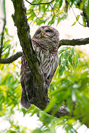Bertazzoni, Nikon, "barred owl", beak, "birds of prey", branches, claws, eyes, hunting, nest, nocturnal, owl, tree, eyes