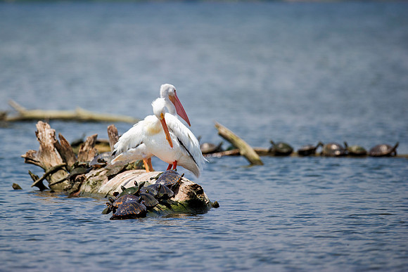 Bertazzoni, Nikon, beach, beak, boats, colors, details, feathers, fish, fishing, nature, ocean, pelicans, sea, vacation, waterfront, zoo