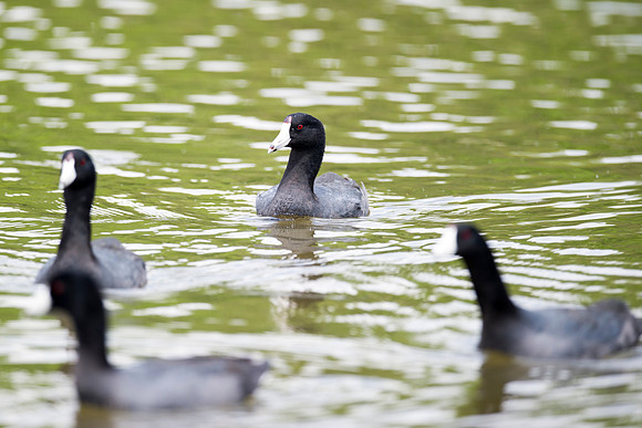 Bertazzoni, Nikon, beak, colors, "american coot", eggs, feathers, flying, hunting, lake, nature, pond, season, swimming,