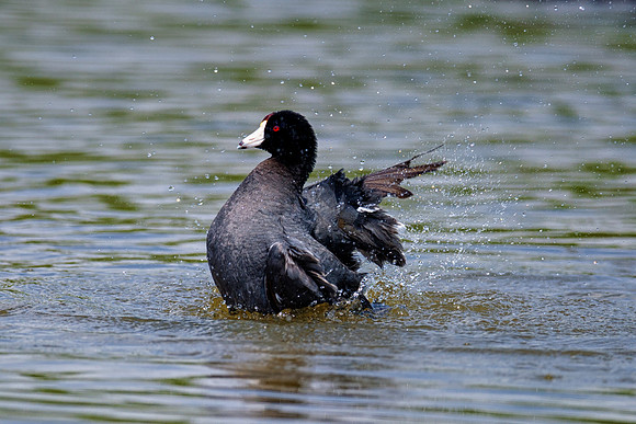 Bertazzoni, Nikon, beak, colors, "american coot", eggs, feathers, flying, hunting, lake, nature, pond, season, swimming,