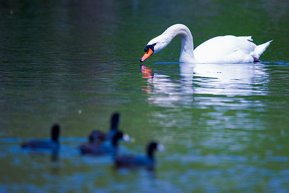 Beak, Bertazzoni, Nikon, Swan, details, feathers, lake, lake, migration, park, pond, pond, wildlife, wings